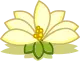 Fleur de Lotus